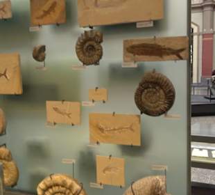 Museum für Naturkunde