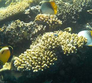 Schnorcheln Sharm el Sheikh