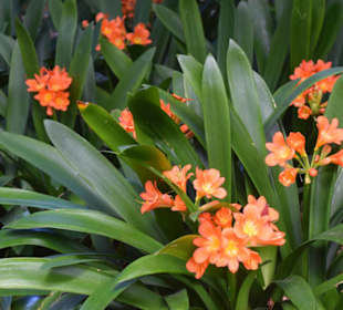 Clivia