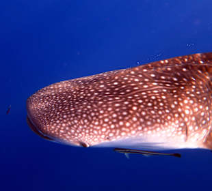 Einfach der Wahnsinn