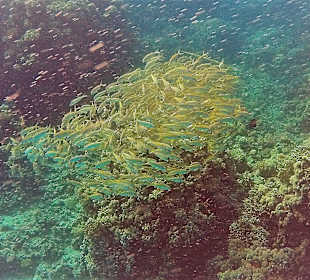 Schnorcheln Hurghada