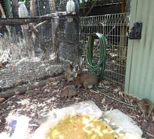 Stadtrundgang Sydney