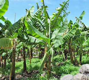 Impressionen von der Fajã dos Padres