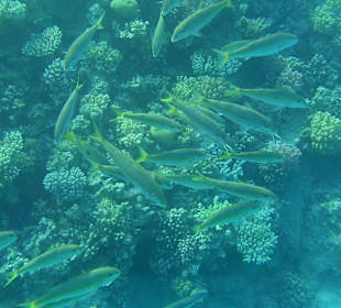 Schnorcheln am Hotelstrand