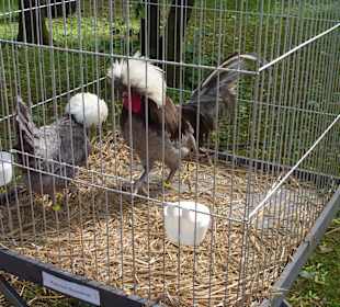 Hahnaustellung im Park