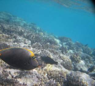Gelbklingen Doktorfisch