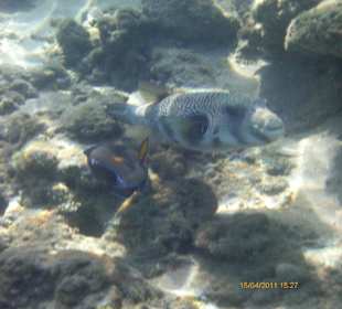Hausriff vor Strand Ghazala Gardens