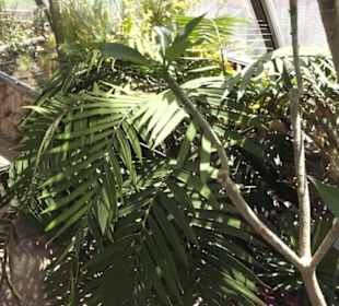 Botanischer Garten der Universität Zürich