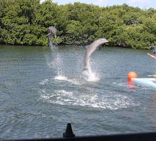 Delfinshow in Varadero