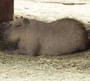 Wasserschwein - Capybara