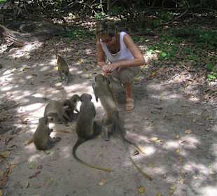 Besuch im Bijilo Forest Park
