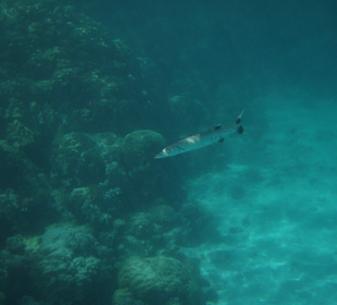 Barracuda