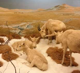 Asiatische Ausstellung im Übersee-Museum
