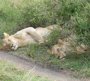 Safari in der Masai Mara