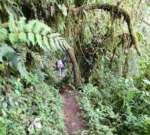 Wanderung durch den Nebelwald/Regenwald