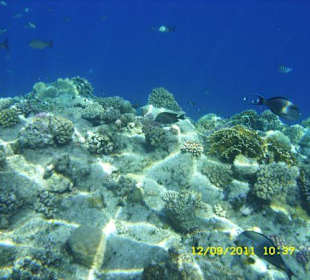 Korallen in Bucht ca. 1 km entfernt