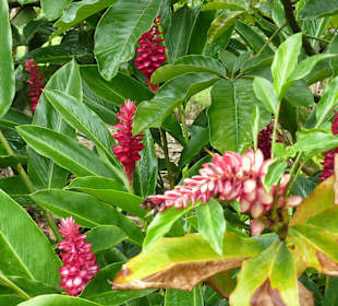 Tropical River Tour  – Oktober 2014