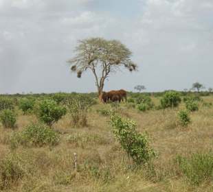 Tsavo Ost