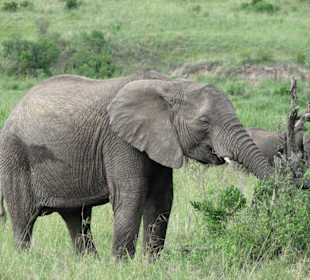 Elefant beim Frühstück