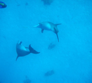 Spielende Delfine