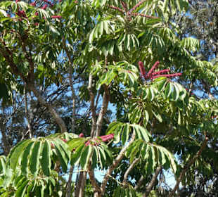 Taoro-Park – unterwegs im oberen Bereich