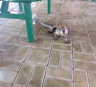 Wasserfälle von Iguazu. Ein Weltwunder