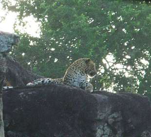 Im Yala Park - Geführte Touren Astrid Tours Sri Lanka