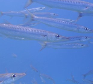 Barracudas