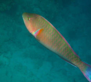 Papageienfisch