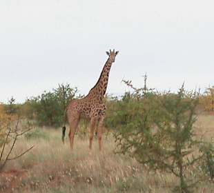 Safaribild