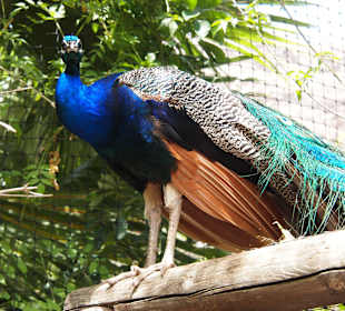 Tiere des Palmitos Parks