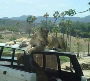 Löwe im Wild Animal Park