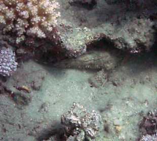 Steinfisch beim Hausriff