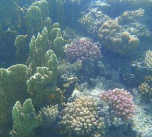 Schnorcheln Sahl Hasheesh