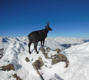 Gams am Wurmkogel