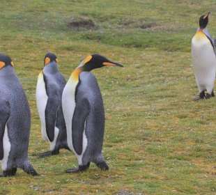 Falklands, Königspinguine am Volunteer Point