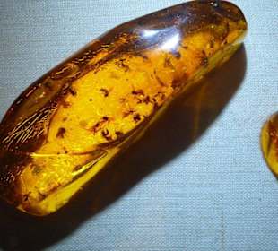 Bernstein(fossiles Harz mit Einschluss)