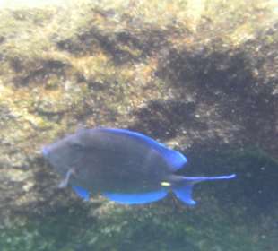 Fische, Fische, Fische