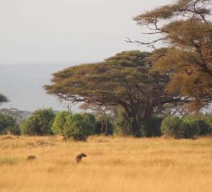 Tsavo East