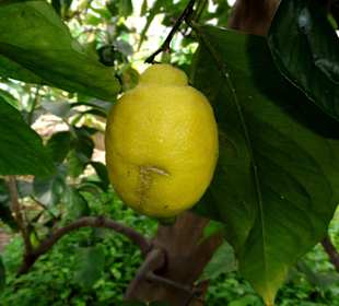 Zitronen am Baum