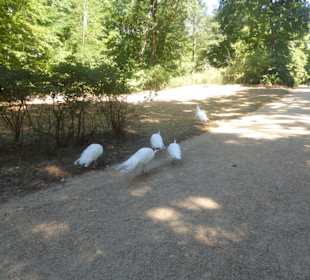 Voliére auf der Pfaueninsel