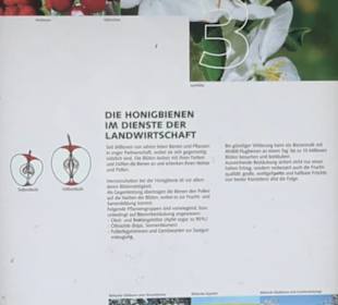 Naturinfopfad im Gewann Altstadt