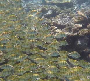 Schwarm Doktorfische