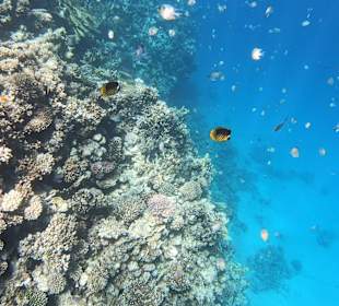 Schnorcheln Makadi Bay 