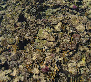 Riff bei Windstille vom Steg aus