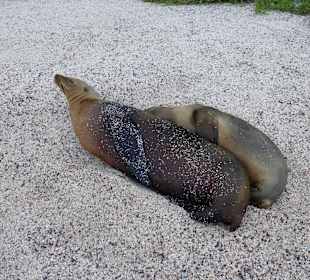 Viele Seelöwen teilweise mit Jungtieren