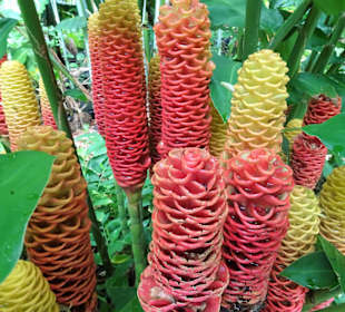 Rundgang durch den Duft- und Gewürzgarten