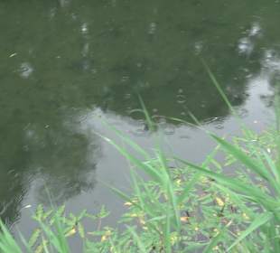 Fischlehrpfad Neu-Ulm