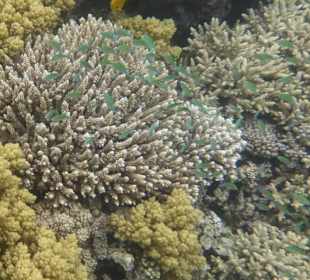 Schönes Riff mit vielen Fischen