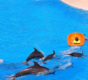 Loro - Park Delfin - Show